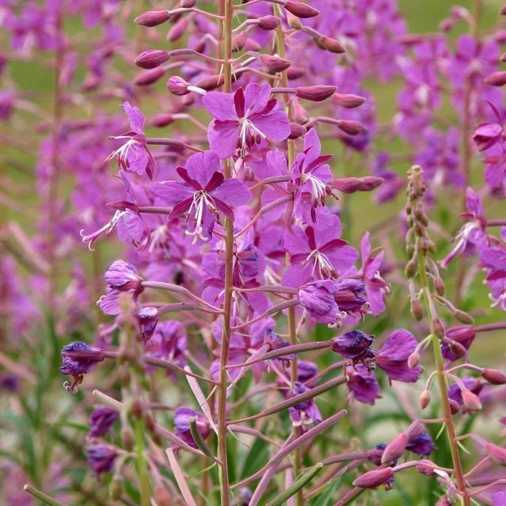 Fireweed Flower Seeds