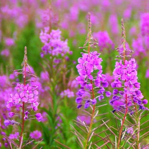 Fireweed Flower Seeds