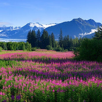 Fireweed Flower Seeds