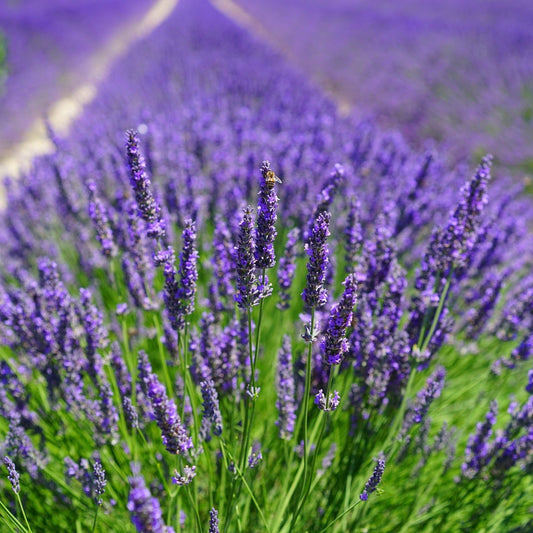 English Lavender Ornamental Groundcover Plant Seeds