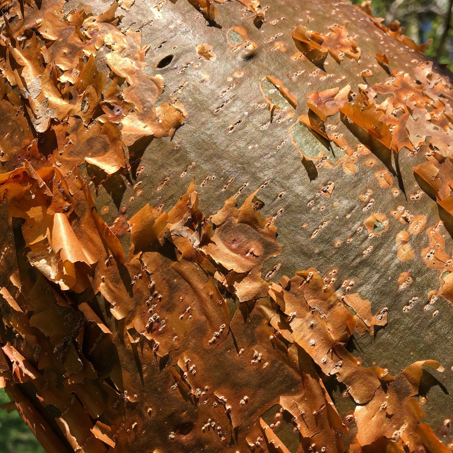 Gumbo Limbo Tree Seeds