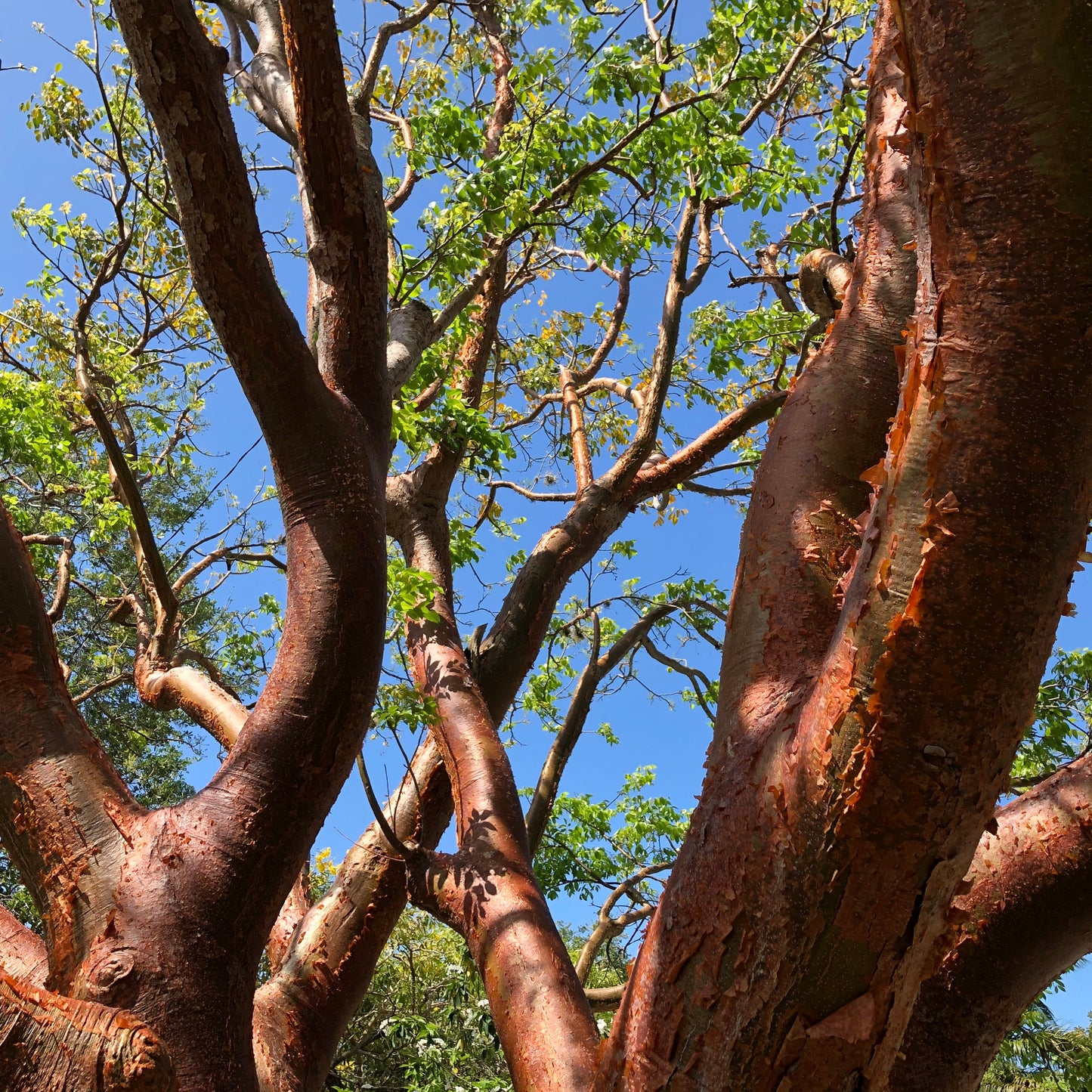 Gumbo Limbo Tree Seeds