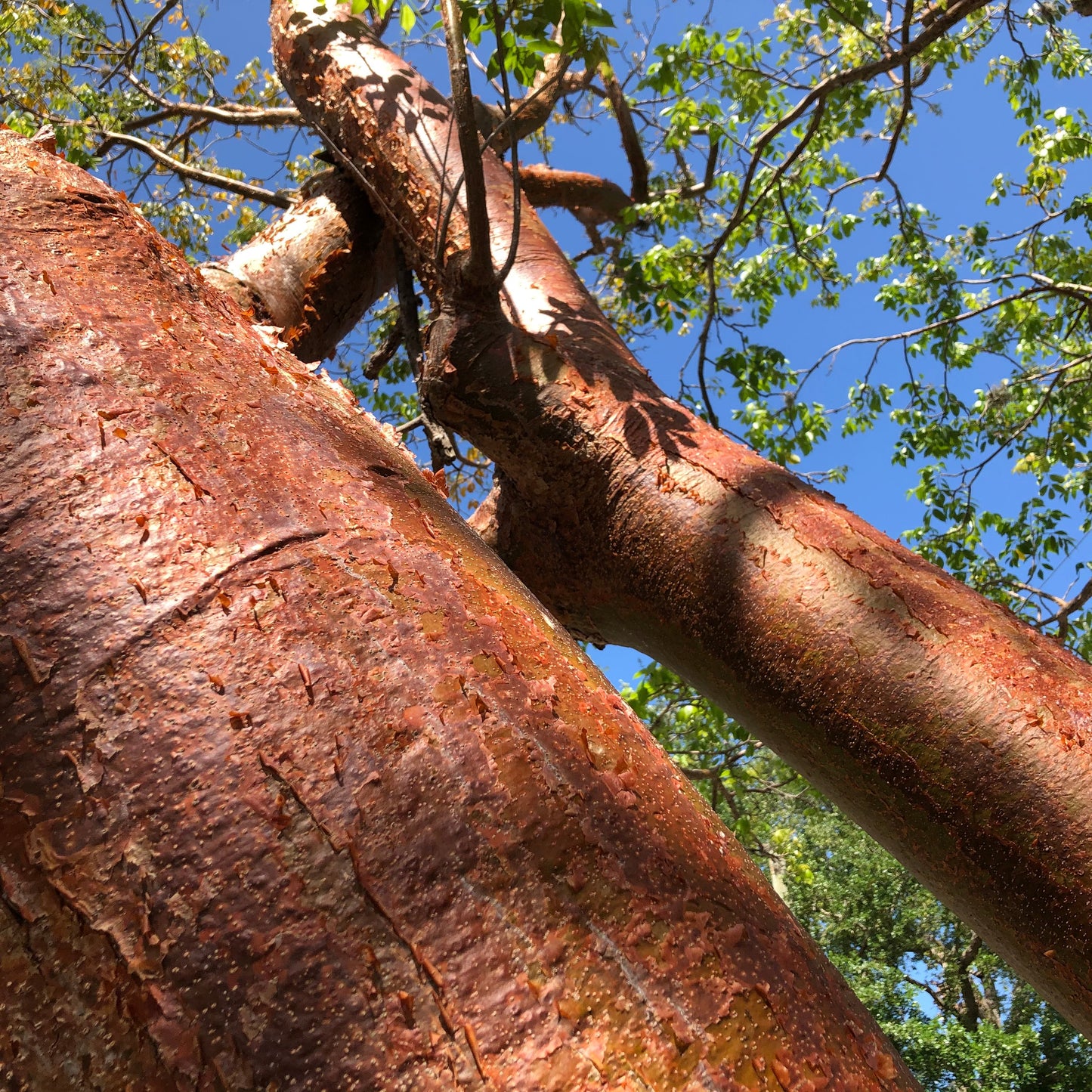 Gumbo Limbo Tree Seeds