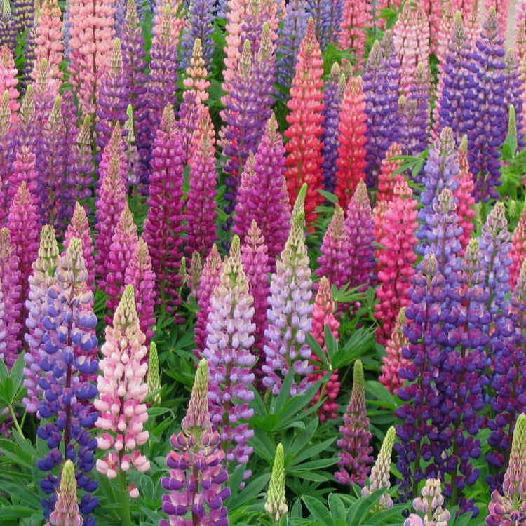 Lupine Flower Seeds