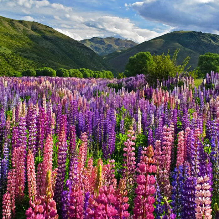 Lupine Flower Seeds