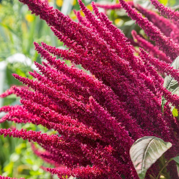 Amaranth "Love Lies Bleeding" Plant Seeds