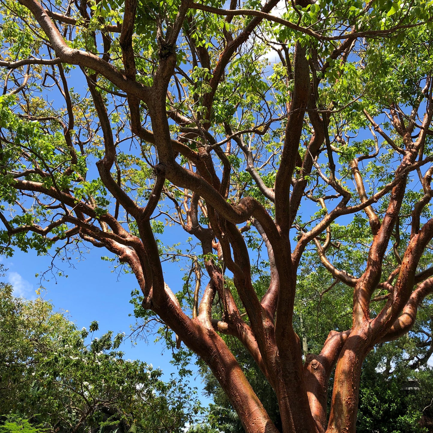 Gumbo Limbo Tree Seeds