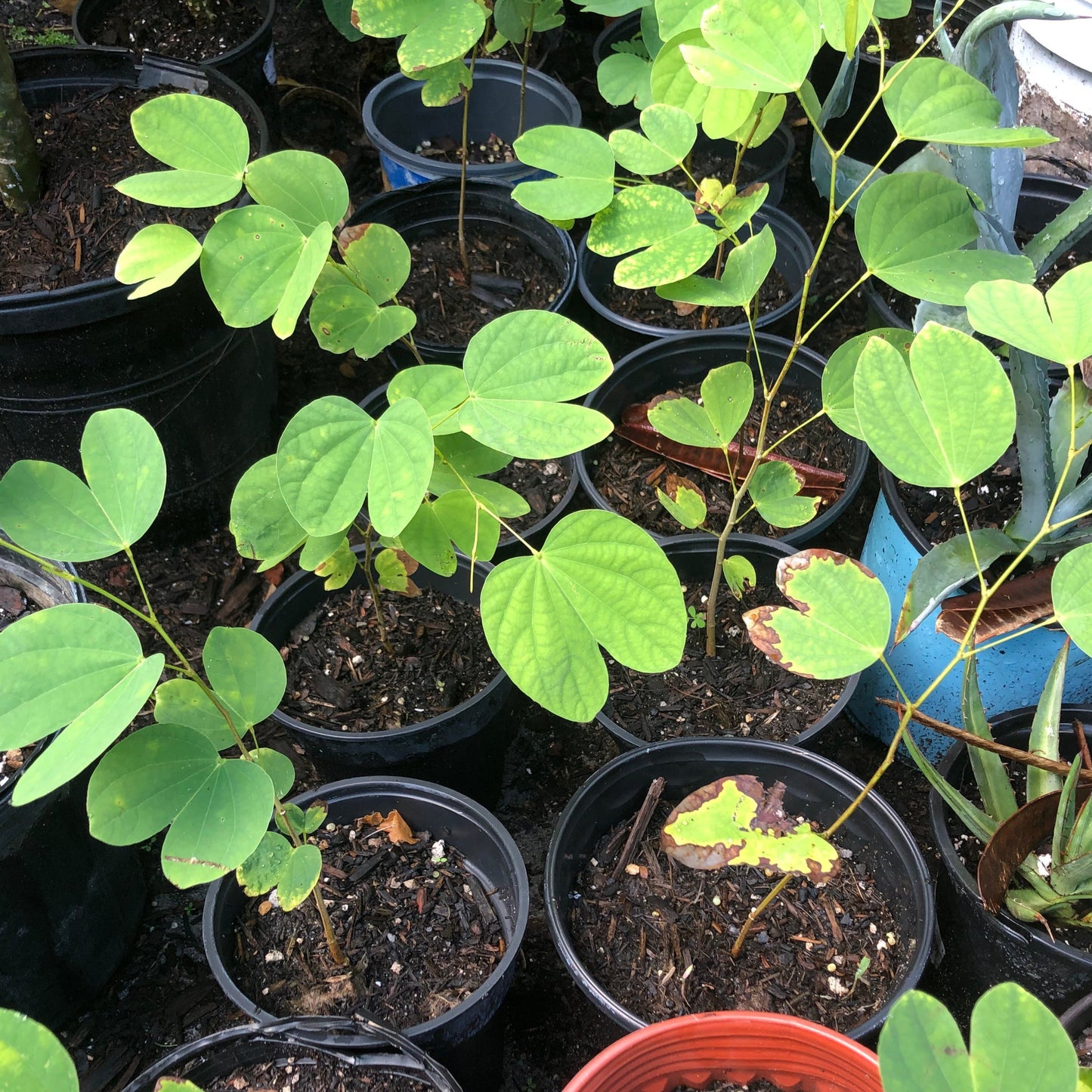 Hong Kong Orchid Tree Seeds