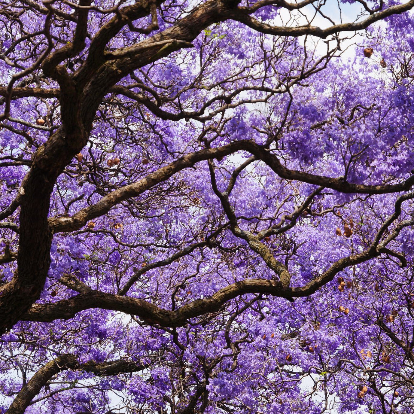 Jacaranda Tree Seeds