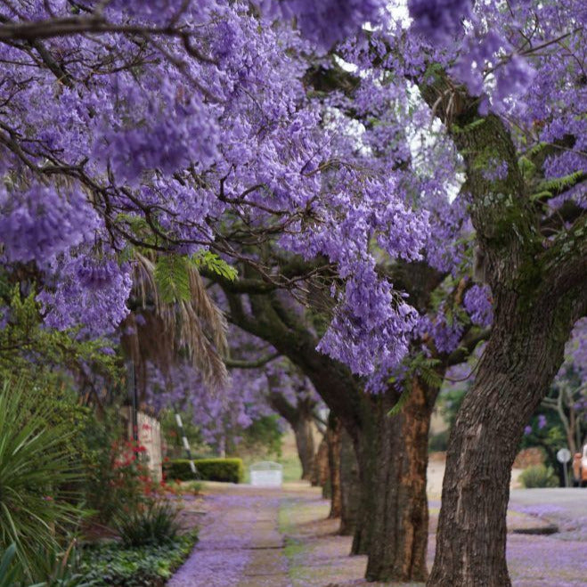 Jacaranda Tree Seeds