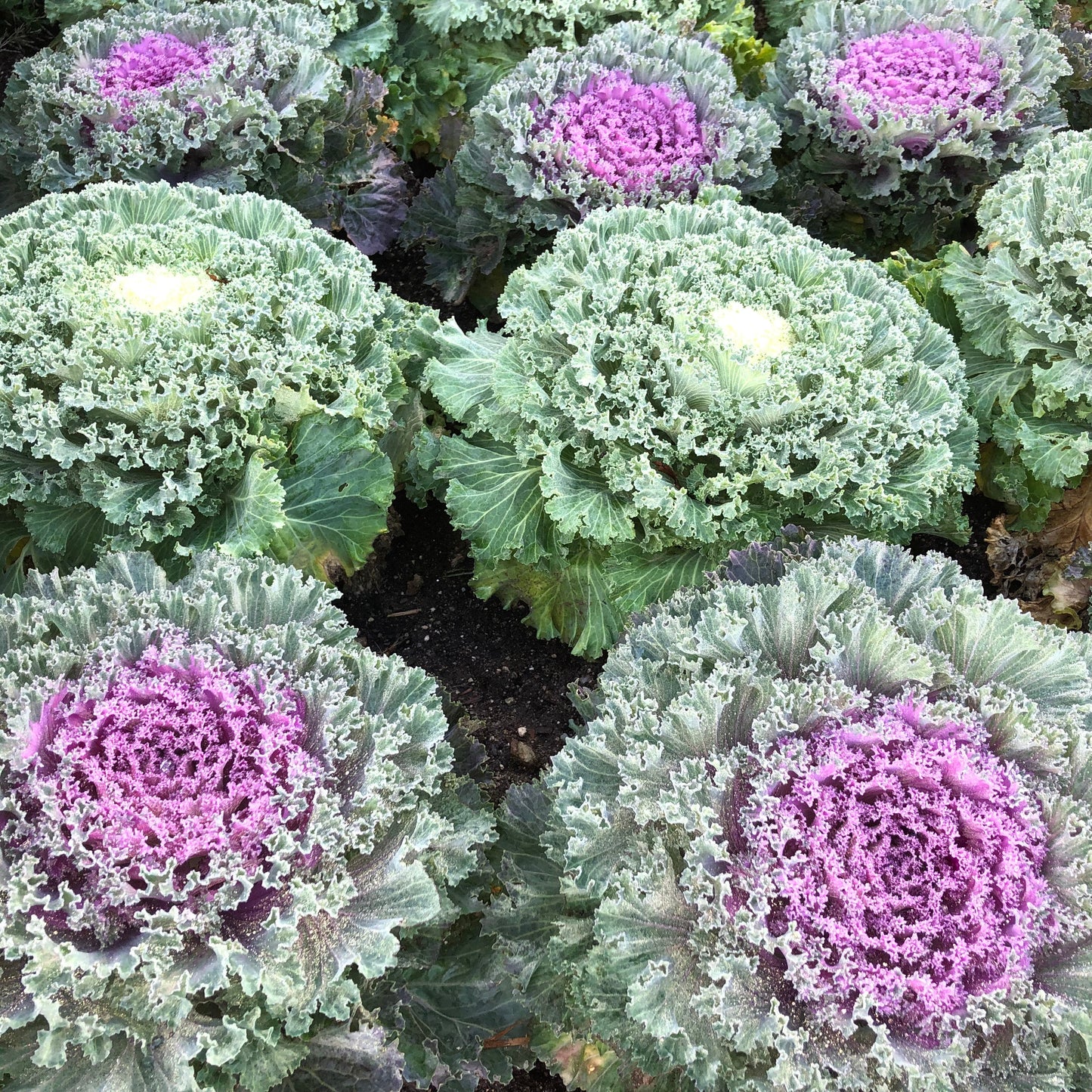 Ornamental Cabbage Plant Seeds