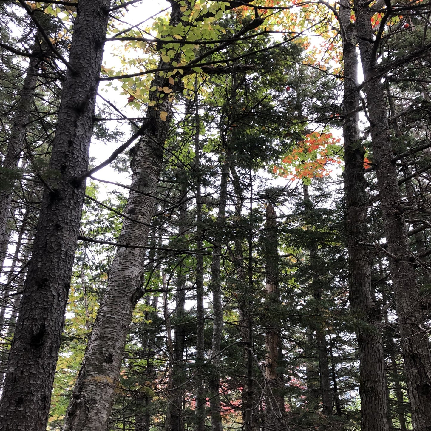 Red Spruce Tree Seeds