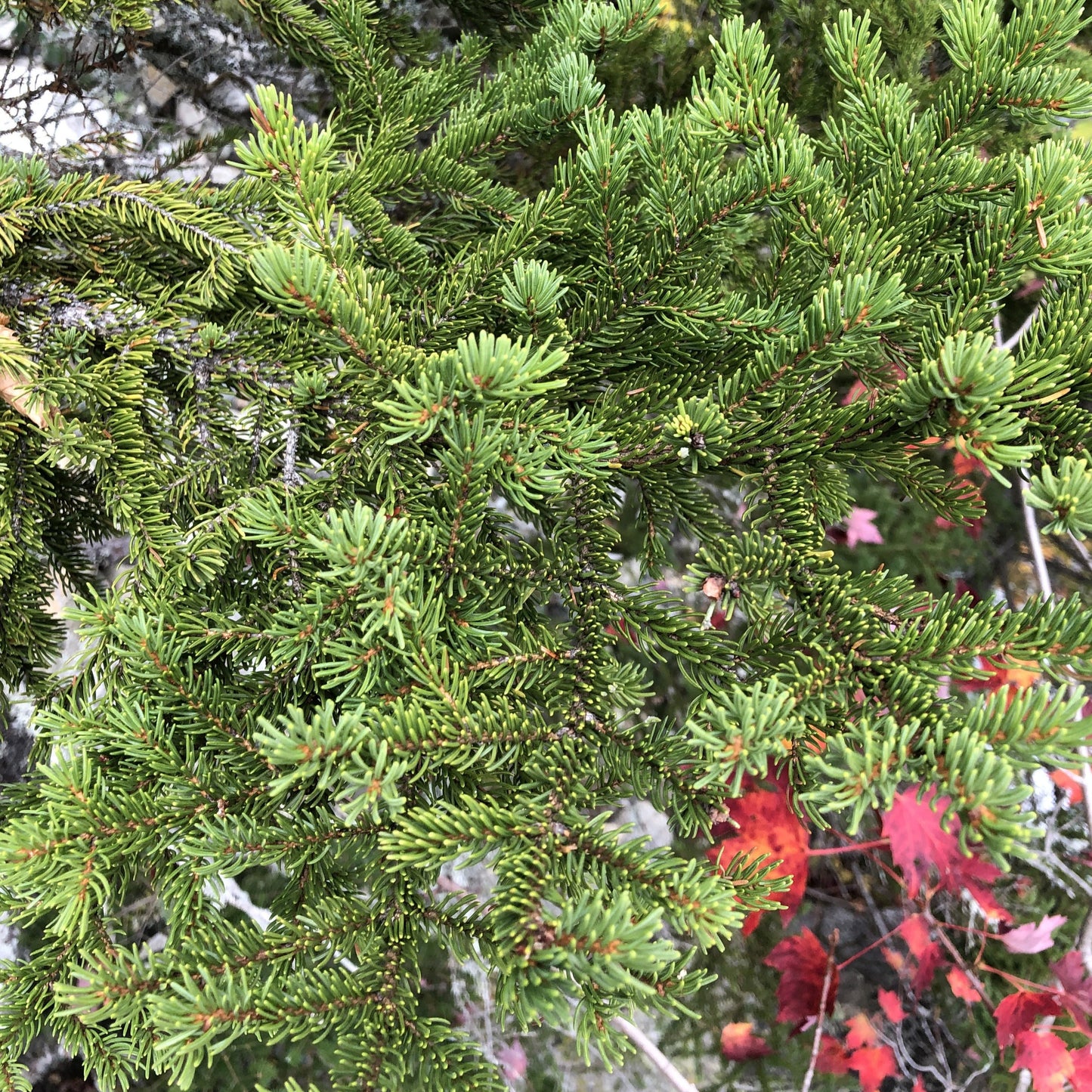 Red Spruce Tree Seeds