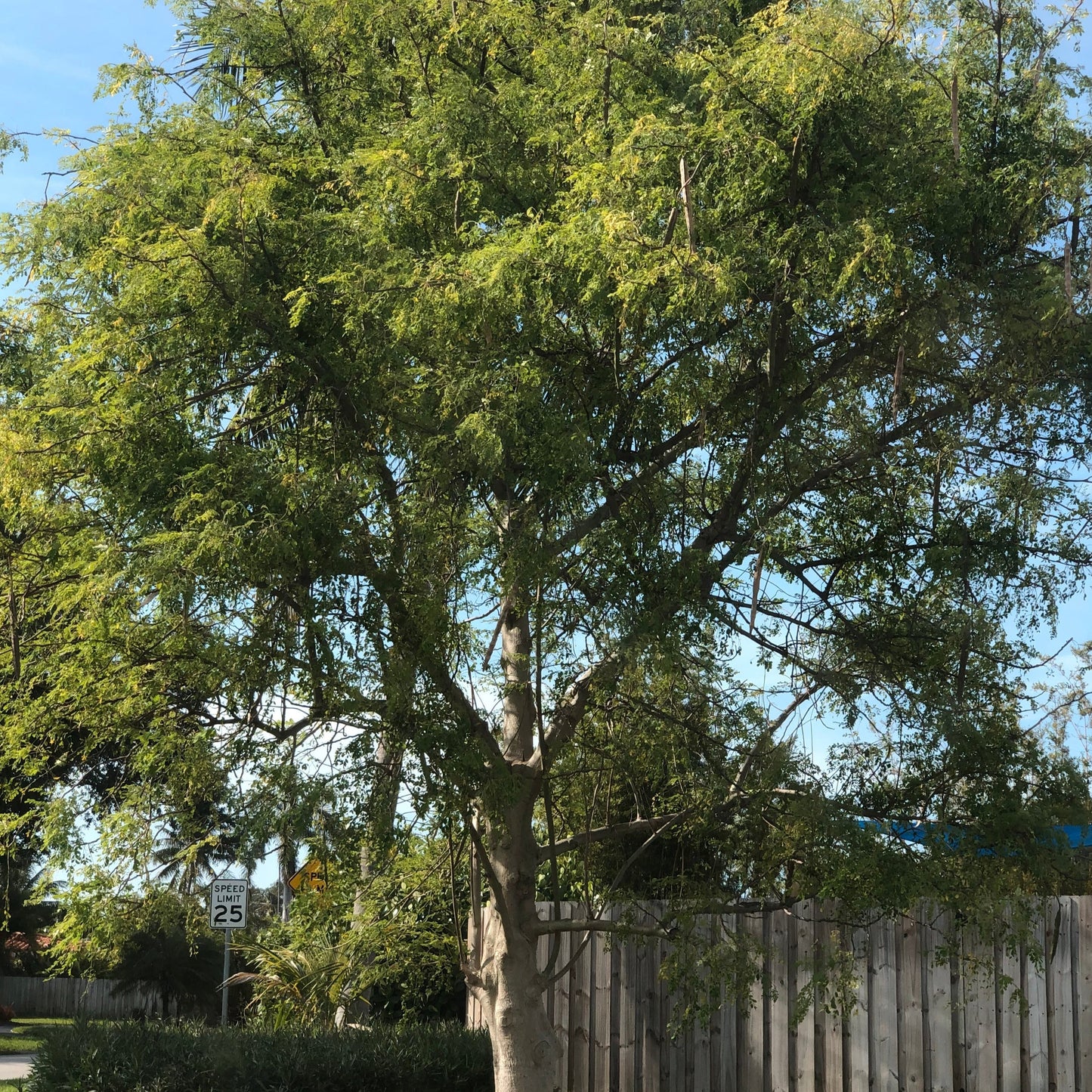 Moringa Drumstick Tree Seeds