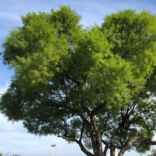 Mahogany Tree Seeds