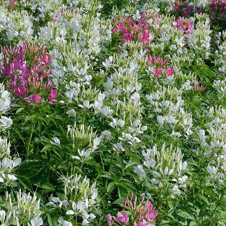 Cleome Spider Flower Seeds
