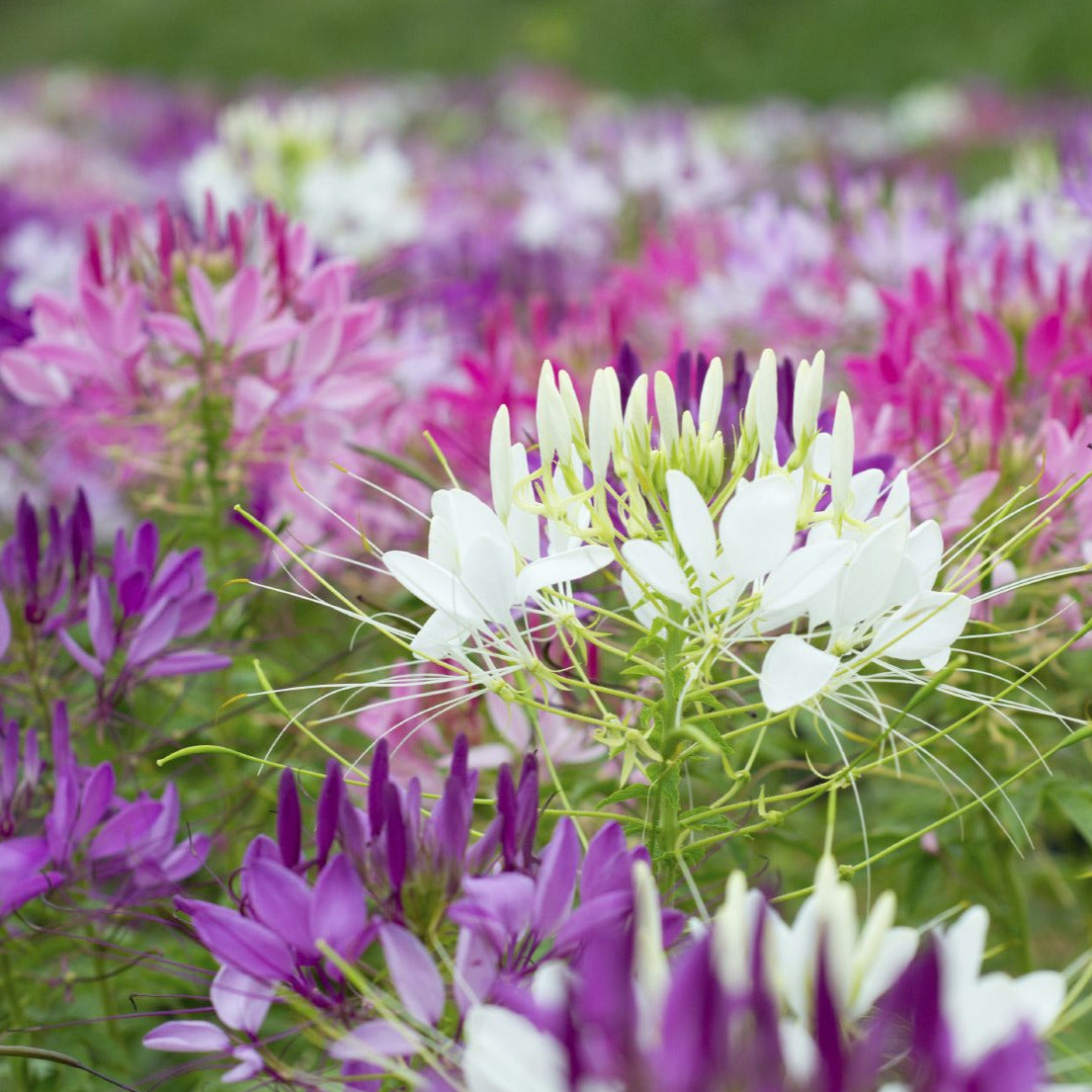 Cleome Spider Flower Seeds