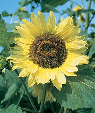 Lemon Queen Sunflower Plant Seeds