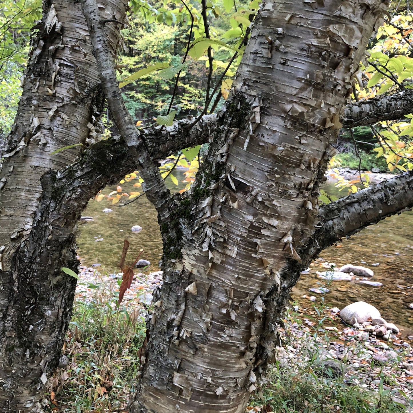 Yellow Birch Tree Seeds