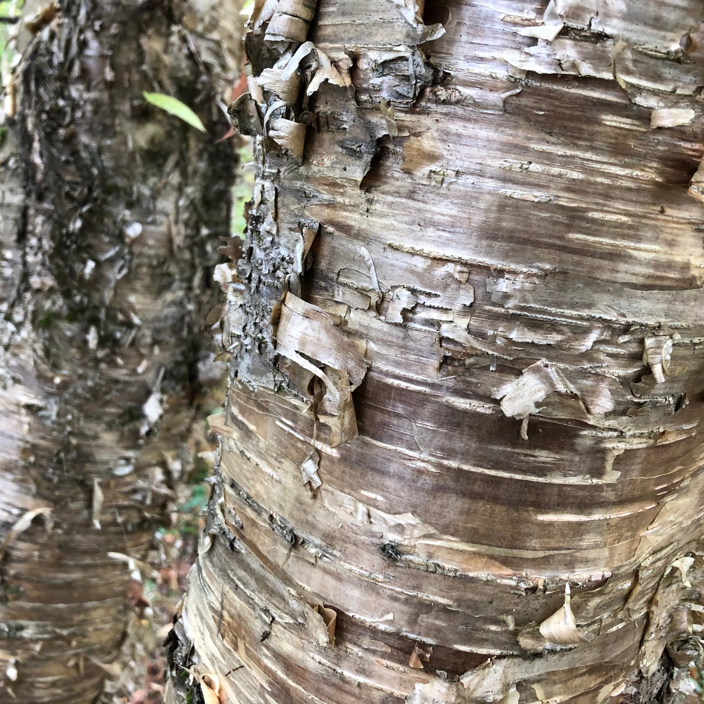 Yellow Birch Tree Seeds