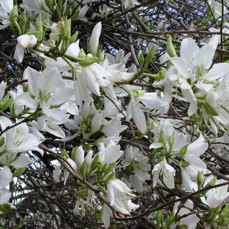 White Orchid Tree Seeds