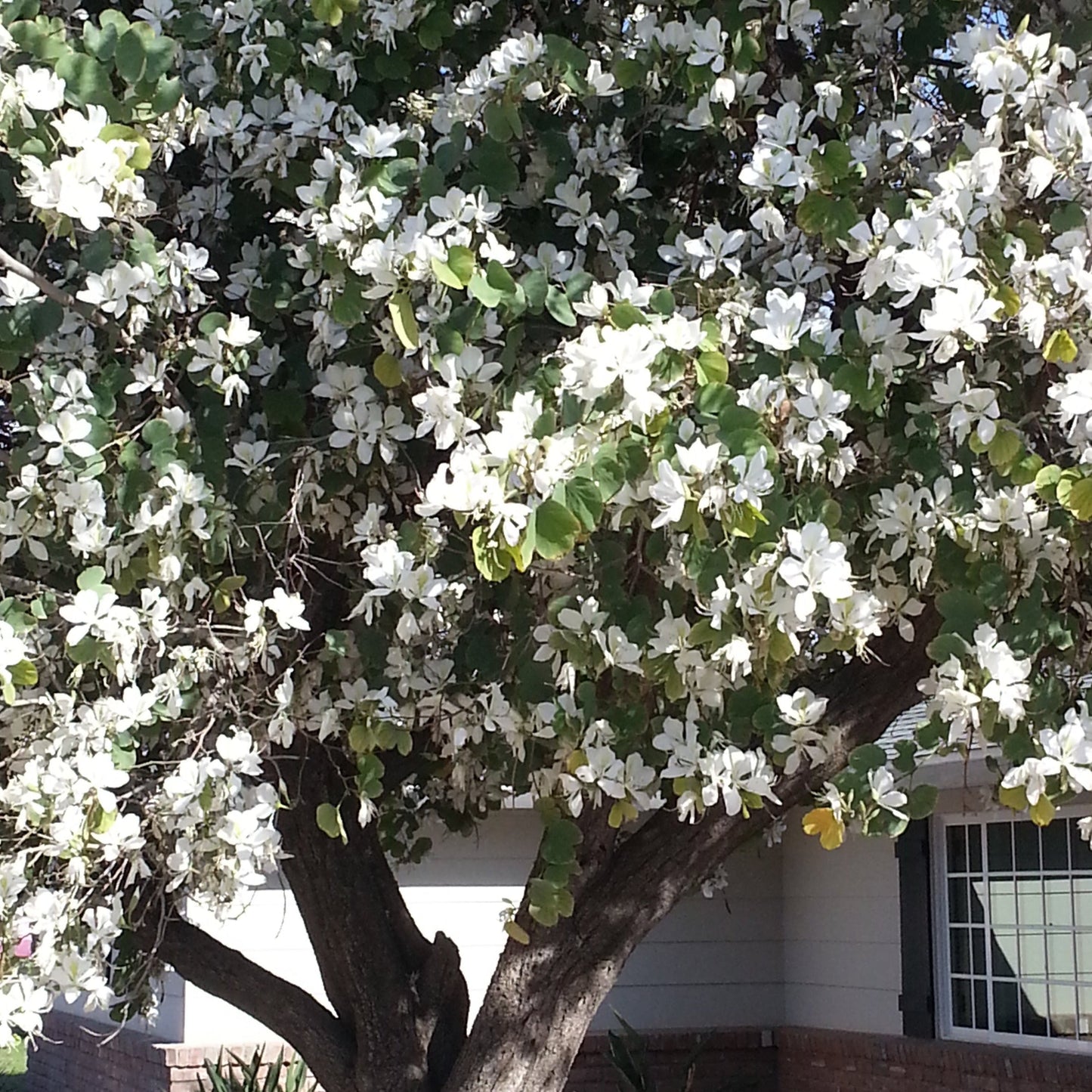 White Orchid Tree Seeds