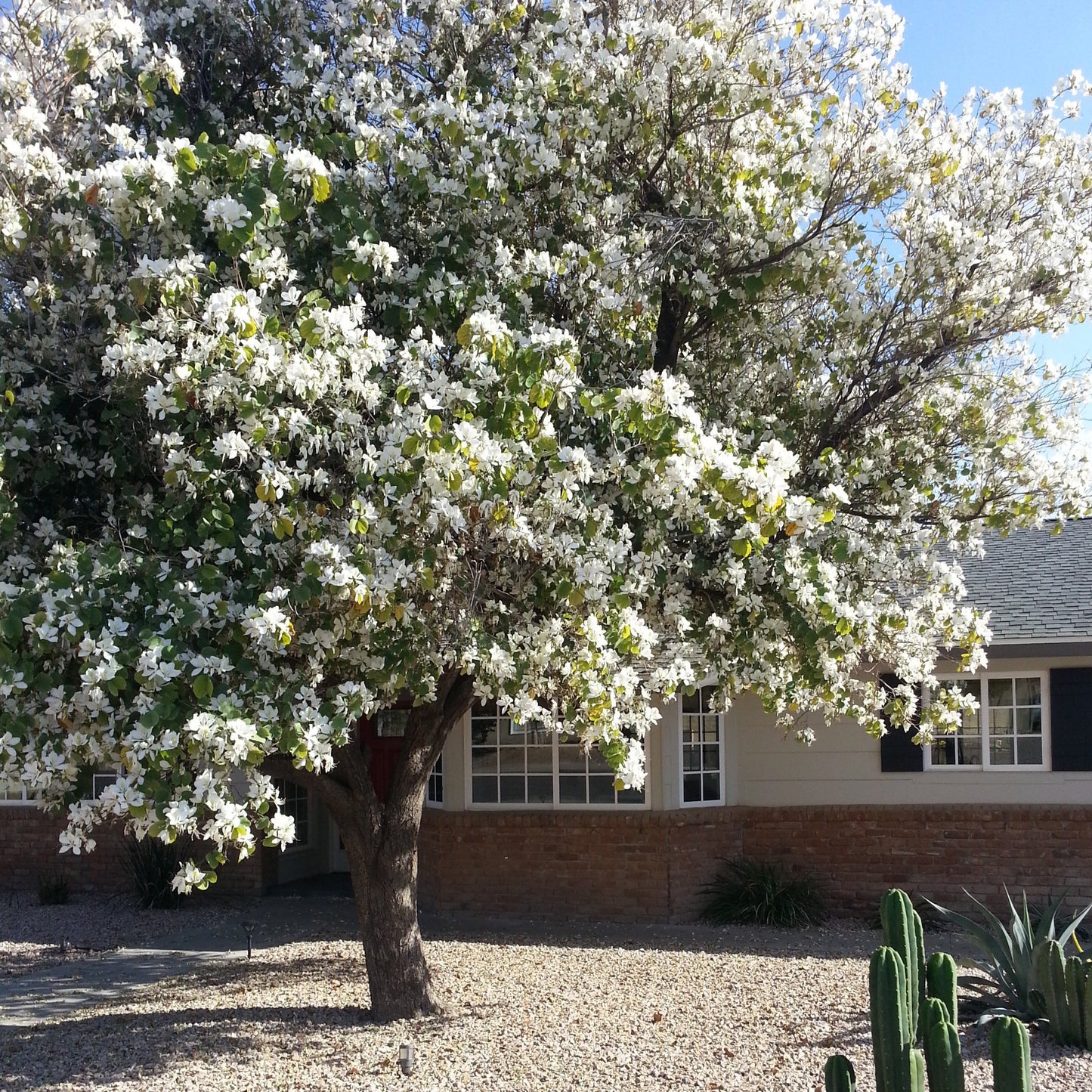 White Orchid Tree Seeds