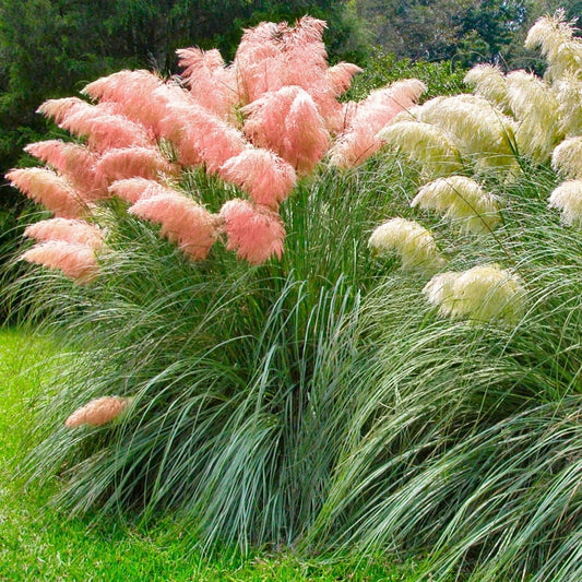 Pampas Ornamental Grass Seeds (White & Pink Mix)