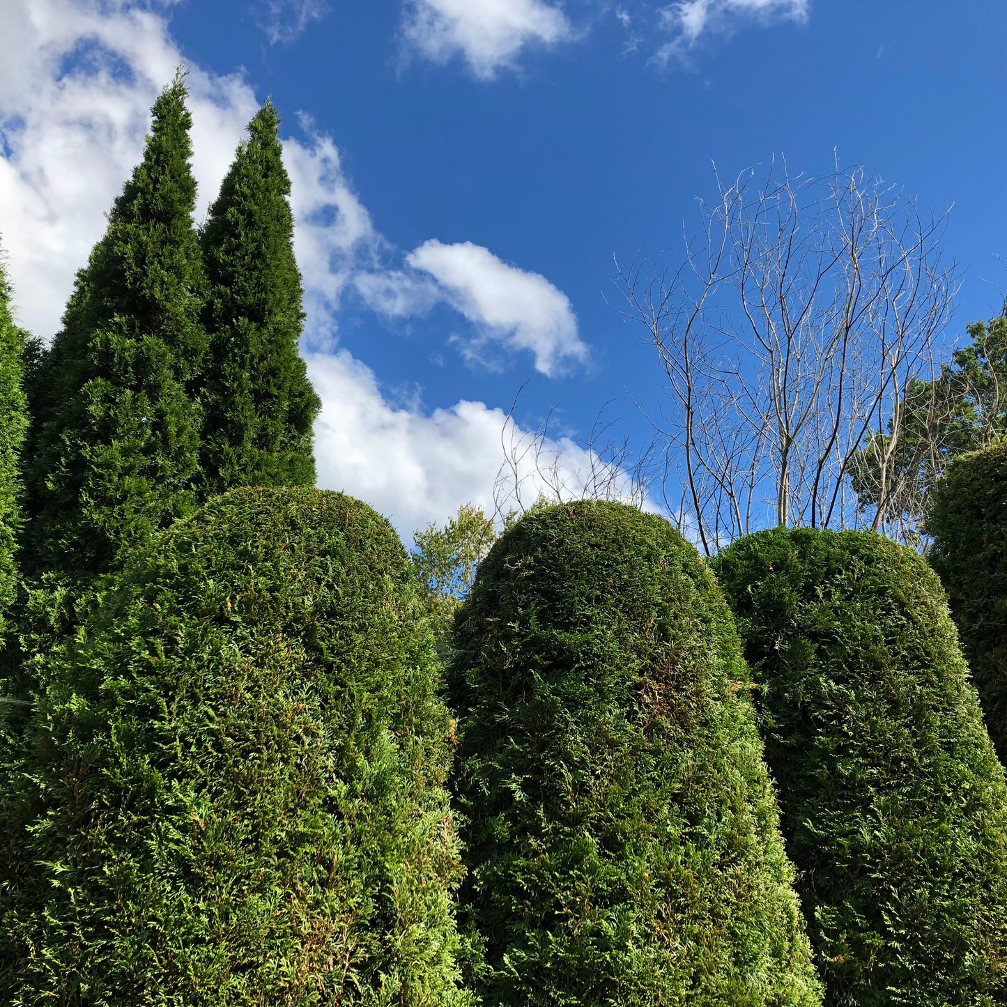 Arborvitae Tree Seeds