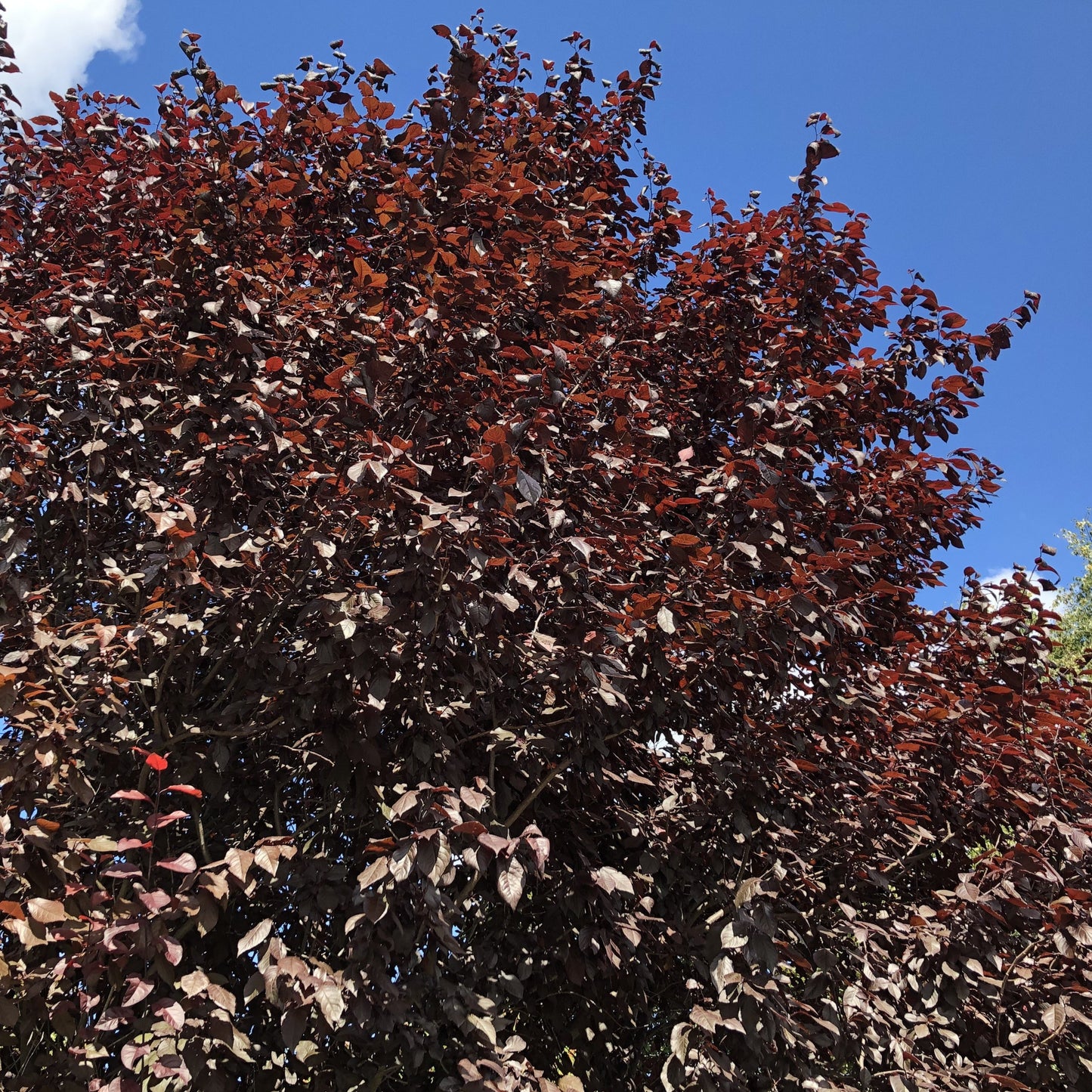 Crimson King Norway Maple Tree Seeds