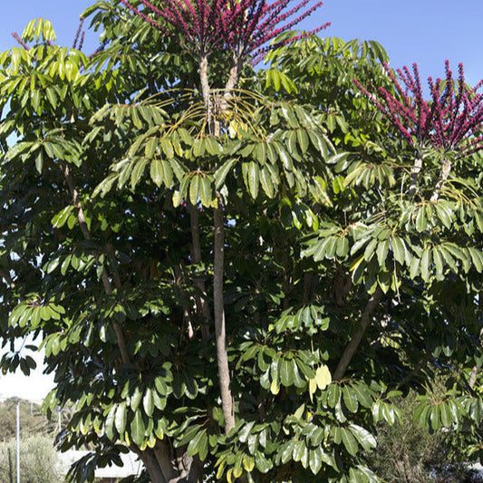 Umbrella Tree Seeds
