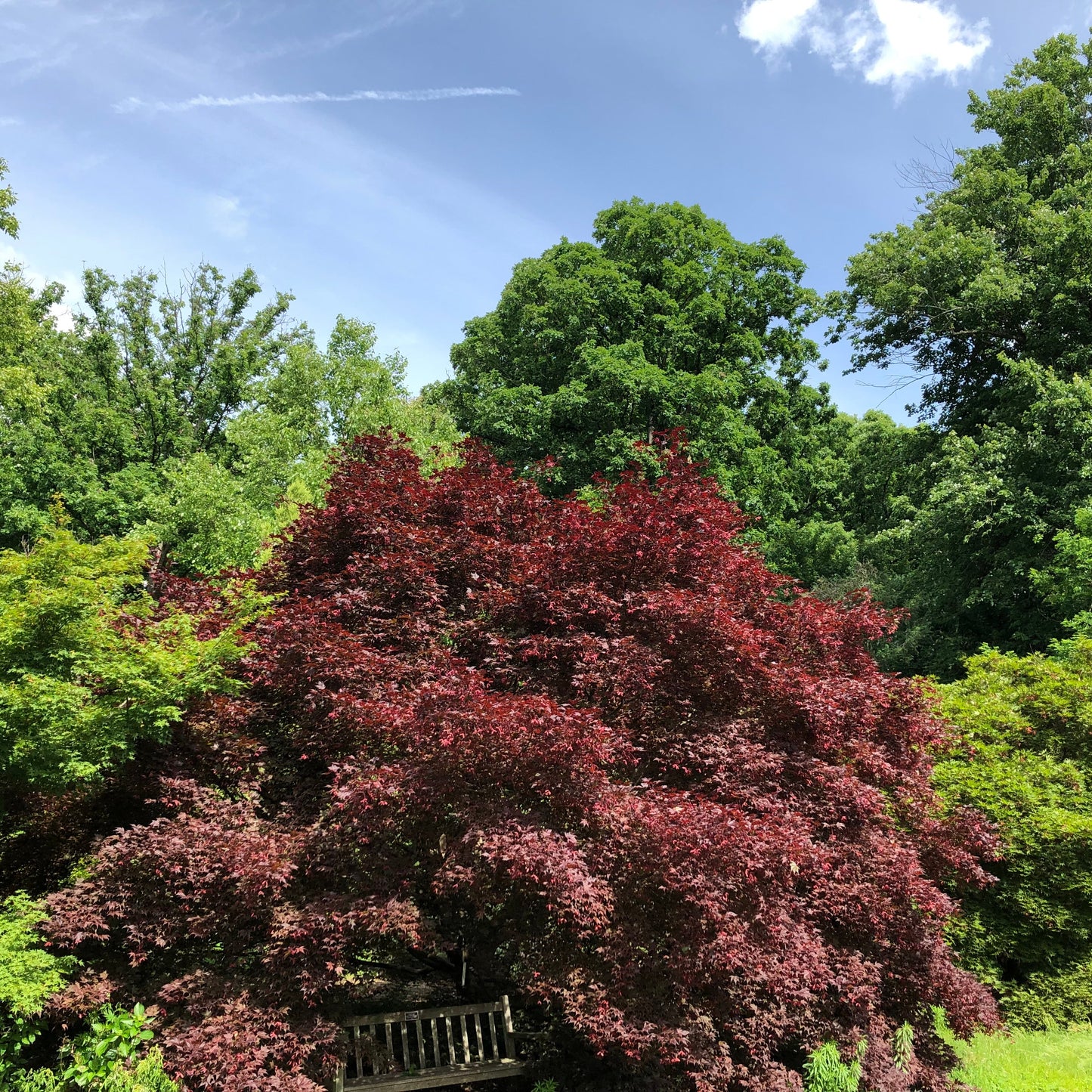 Bloodgood Japanese Maple Tree Seeds