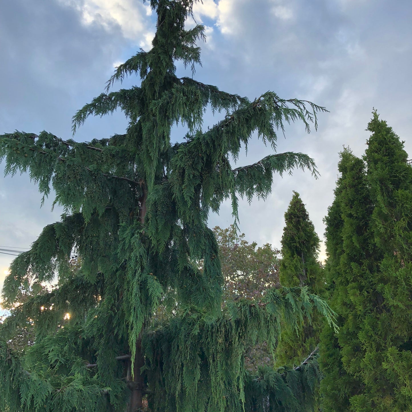 Weeping Spruce / Temple Juniper Tree Seeds