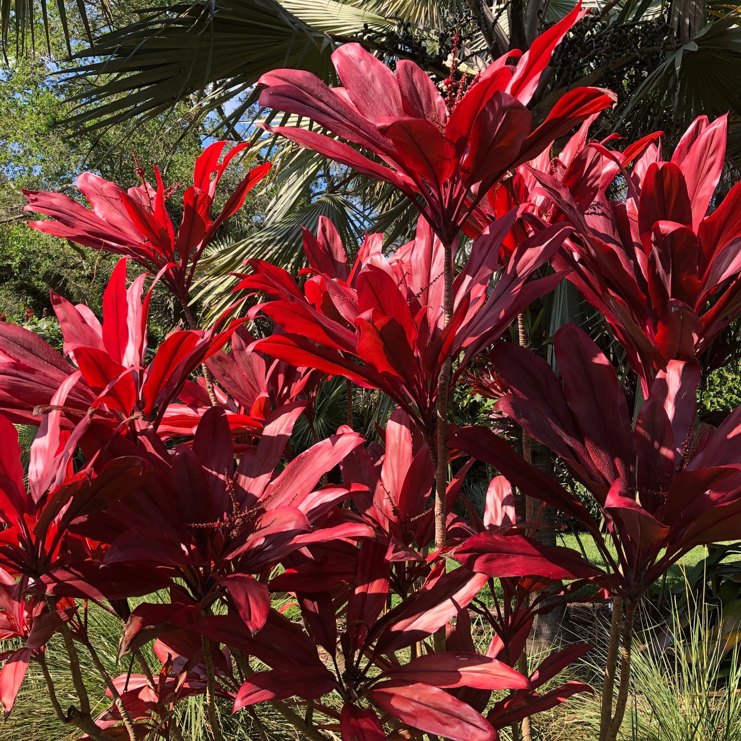 Red Fire Cordyline Ti Plant Seeds