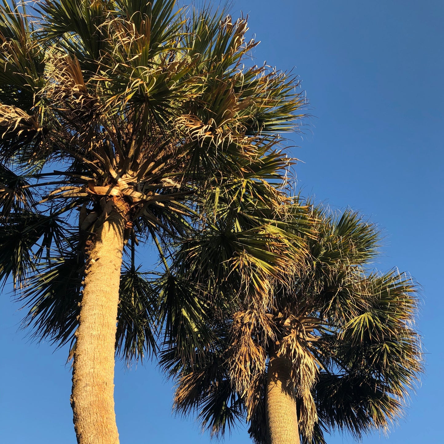 Sabal Palm Tree Seeds