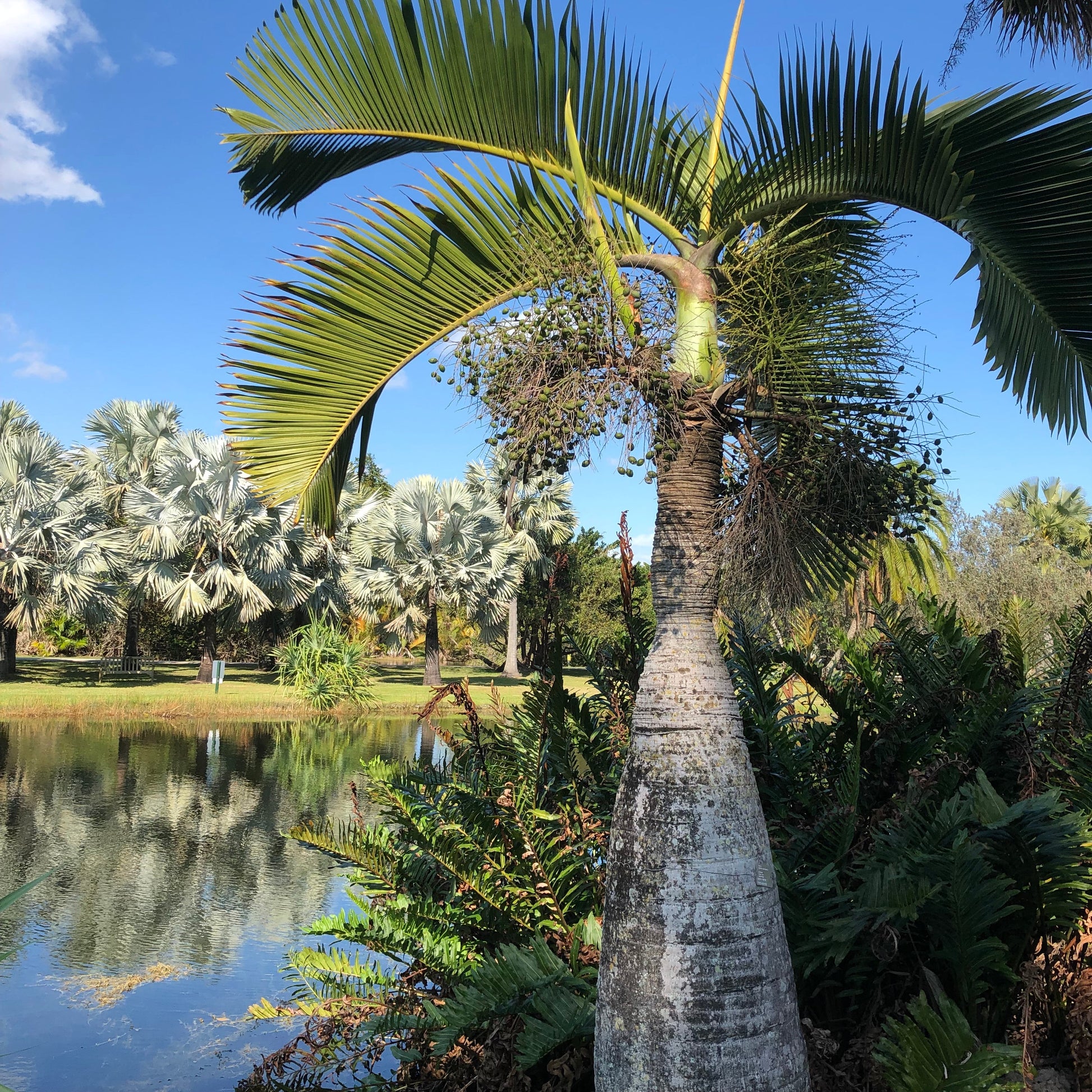 palm plant seeds Bottle Palm Tree Seeds – Garden & Glimmer
