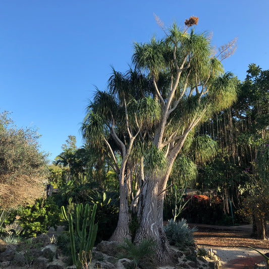 Ponytail Palm Tree Seeds