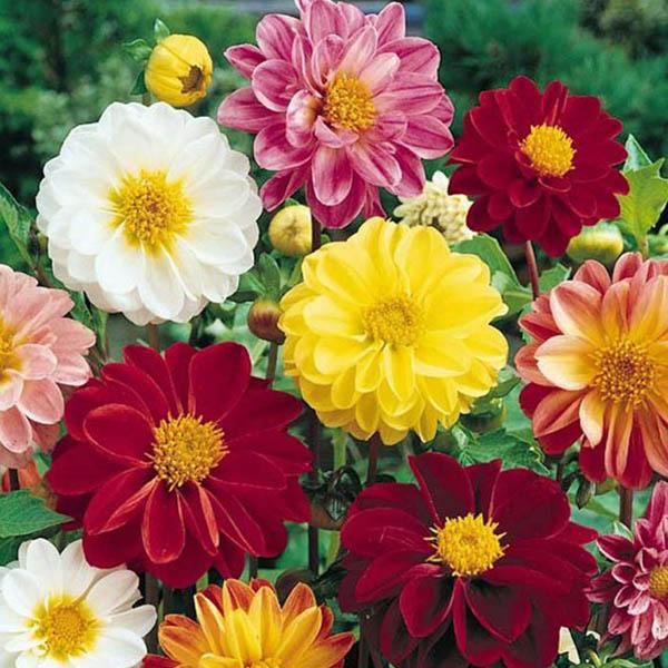 Dahlia Flower Seeds