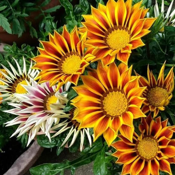 Gazania Treasure Flower Seeds