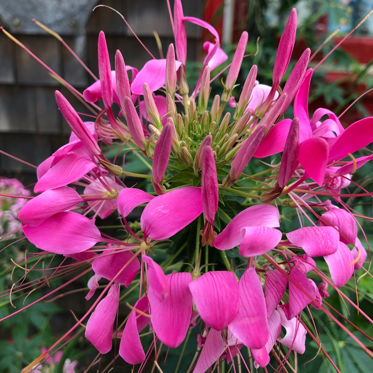 Cleome Spider Flower Seeds