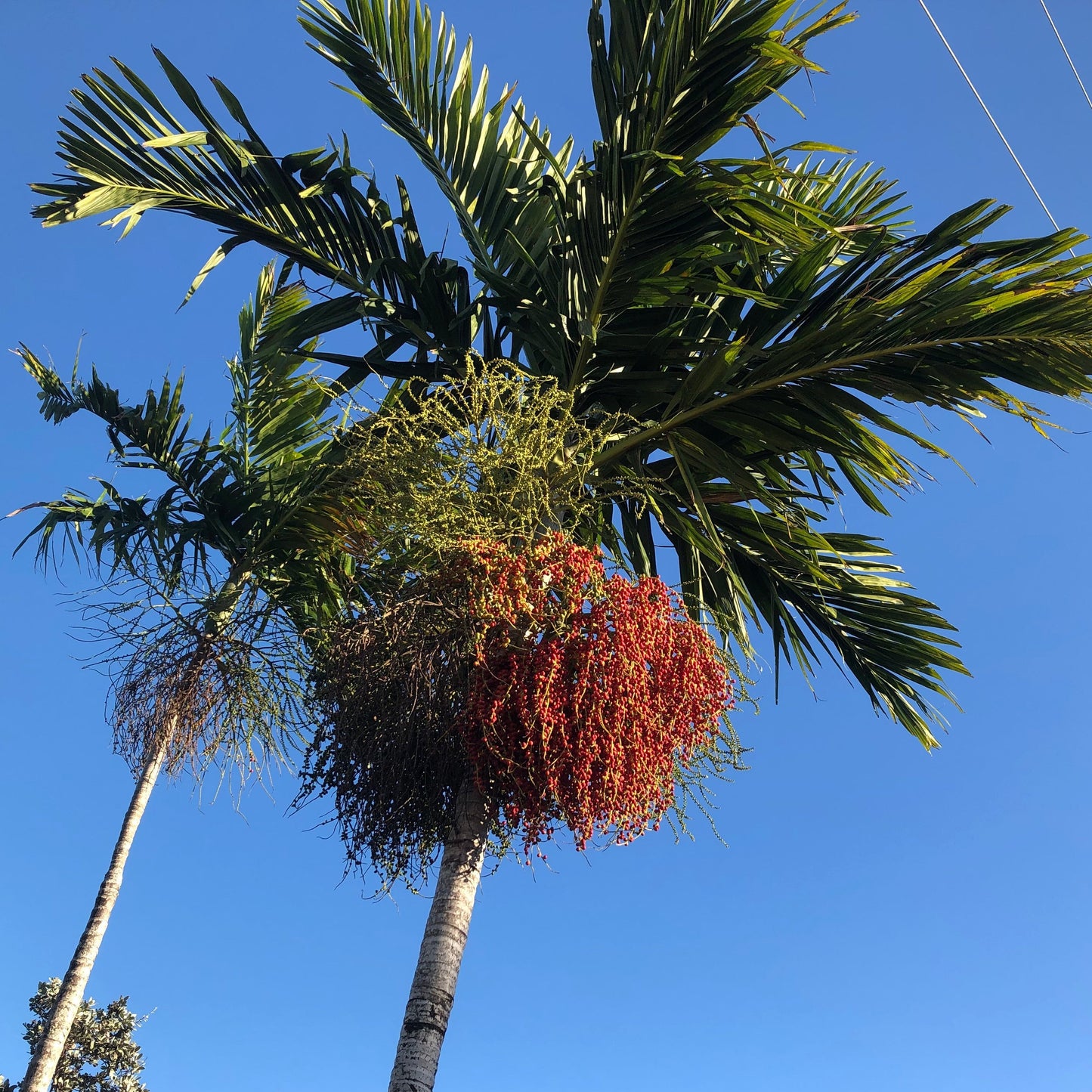 Alexander Palm Tree Seeds
