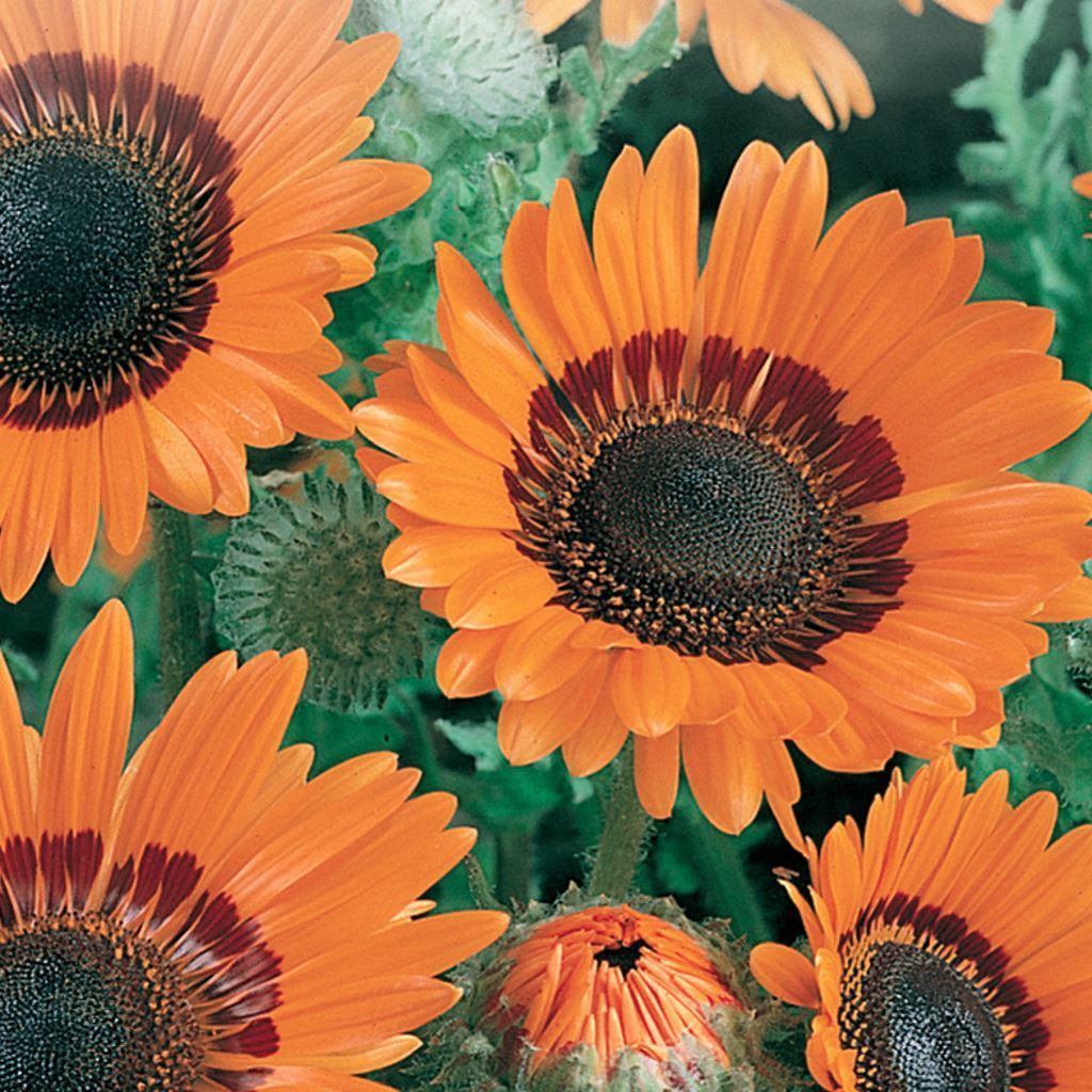Venidium Orange Prince Sunflower Seeds