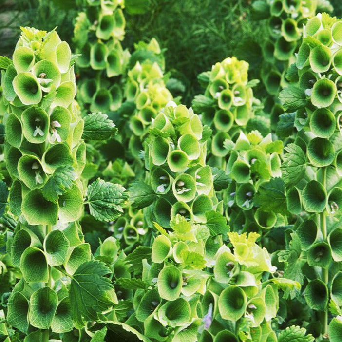 Bells of Ireland Plant Seeds