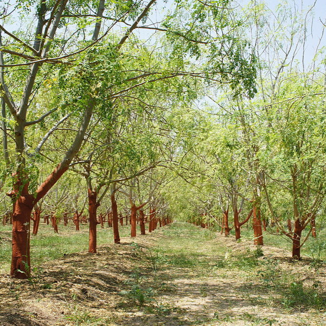 Moringa Drumstick Tree Seeds