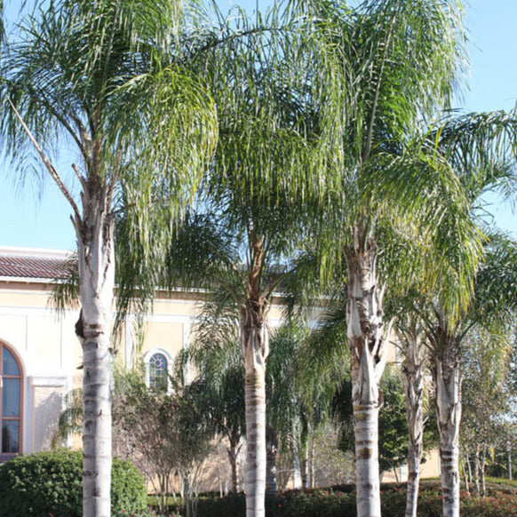 Queen Palm Tree Seeds