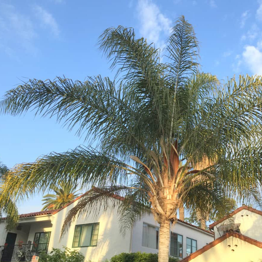 Queen Palm Tree Seeds