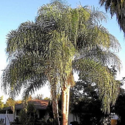 Queen Palm Tree Seeds
