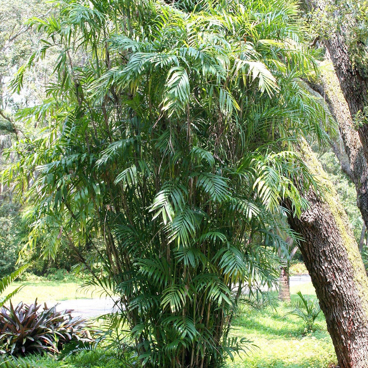 Bamboo Palm Tree Seeds