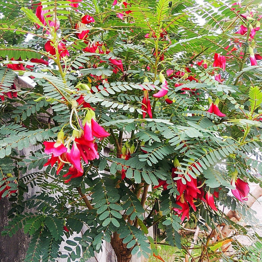 Hummingbird Tree Seeds