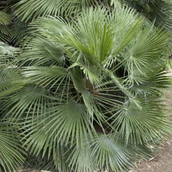 European Fan Palm Tree Seeds